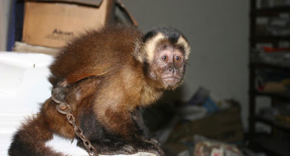 Un monito tití como el de la imagen puso de cabeza a los encargados de seguridad del aeropuerto de Lima. (Foto: GEC)