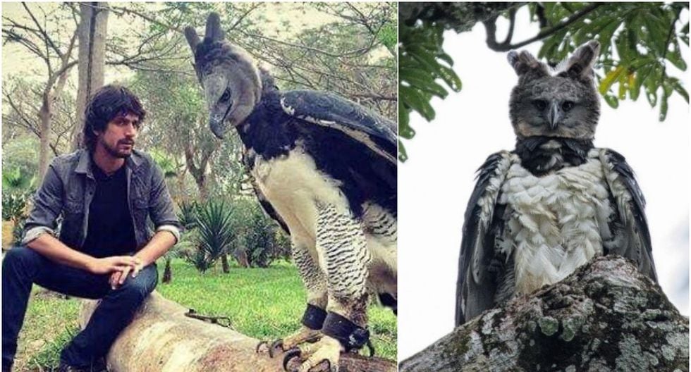 Awesome Stuff 365 - The harpy eagle is legendary, although few