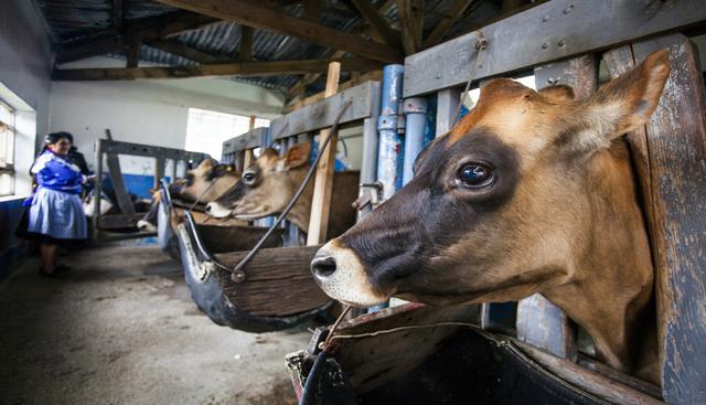 Los pobladores de la Gran Porcon inician sus actividades desde muy temprano. Puedes ayudarlos a ordeñar vacas y a preparar los quesos, las mantequillas y todos los productos lácteos que elaboran.  Foto: Marco Garro / PromPerú