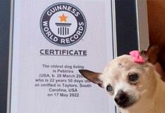 Ella es Pebbles: la perrita más longeva del mundo y ganadora de un Récord Guinness