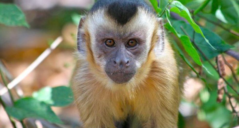 Brasil: miles se oponen a liberación de mono en peligro de extinción