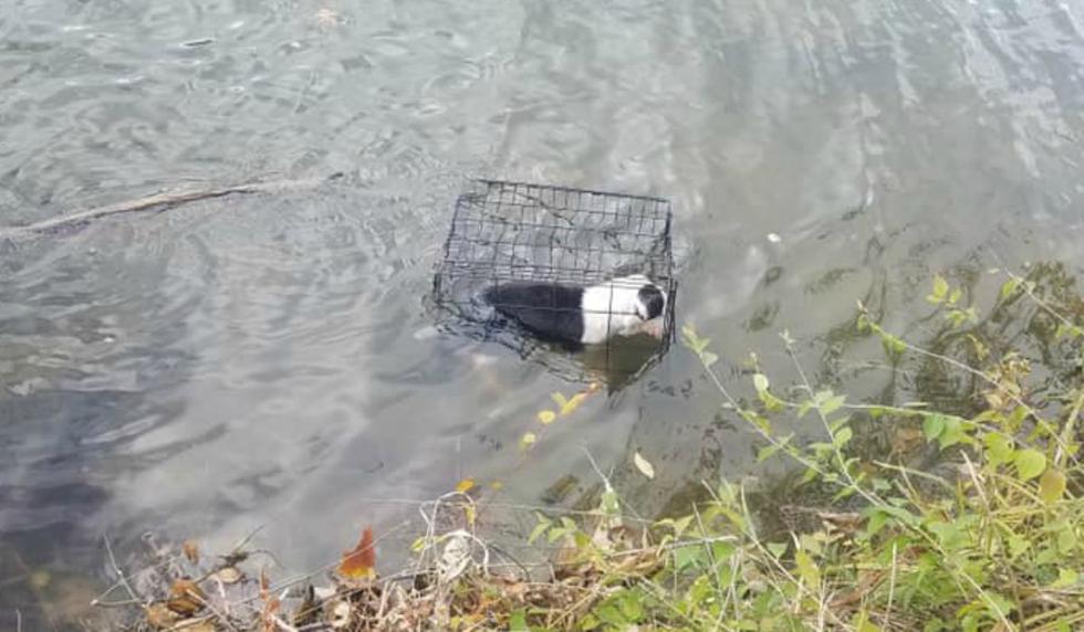 El perro fue encontrado por un pescador que, sin dudarlo, saltó al lago para salvarla. (Foto: Facebook/WCIA 3 News)