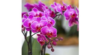 Orquídea phalaenopsis: ¿qué cuidados necesita esta especie?