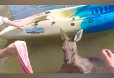 YouTube: imágenes muestran el rescate de un canguro atrapado en un canal de agua