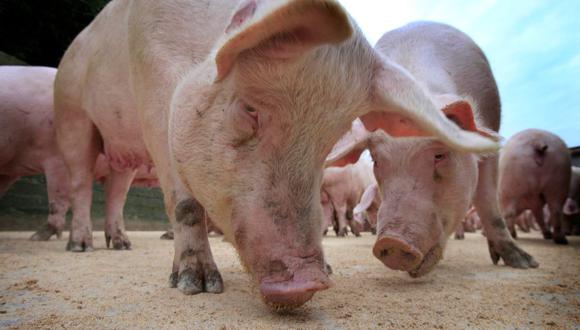 Reino Unido sacrifica unos 600 cerdos por falta de personal en los mataderos. (PETER MUHLY / AFP).