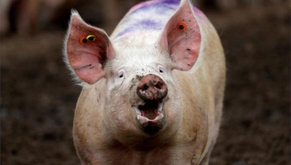 Los científicos utilizaron bombas, calefactores y bolsas de sangre artificial para restaurar la circulación de los cerebros de los cerdos decapitados. (Foto: Reuters)