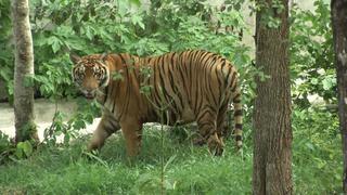 Comienza evacuación de tigres en templo de Tailandia