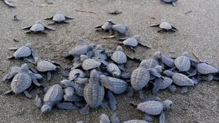 Tortugas carey: hasta 1600 crías son liberadas cada año por cuidadores de huevos en Panamá