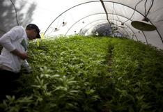 México: ¿desde cuándo se venderán productos a base de marihuana? 