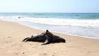Decenas de lobos marinos aparecen muertos en el norte[FOTOS]