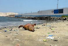 Áncash: entierran a lobos marinos varados en playa del Santa