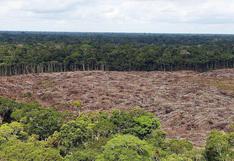 Amazonía: ¿cuáles son las cifras de deforestación en Brasil en último año?