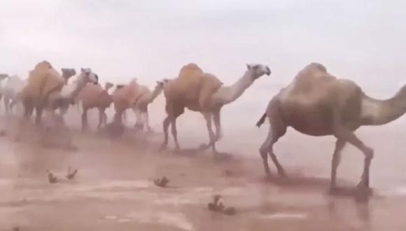 YouTube | La brutal tormenta a la que se enfrentan dos hombres junto a sus camellos | VIDEO. (Captura)