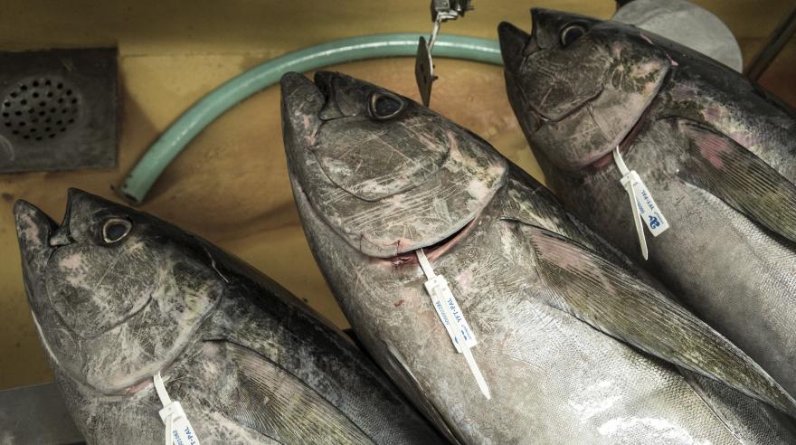 Los menores de 10 años no deberían comer atún. (Foto: EFE/John Javellana)