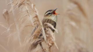 ¿Por qué los pájaros cantan distinto según el lugar donde habitan? Esto dice la ciencia