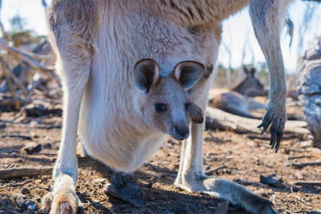 Una veterinaria reveló en TikTok un video que ha causado conmoción entre los internautas.| Foto: Pexels/Referencial