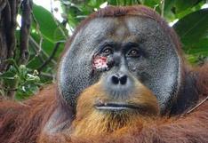 Científicos graban por primera vez a un orangután curándose una herida con una planta 