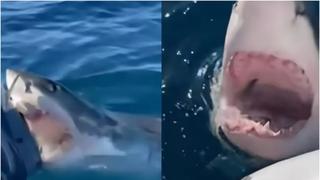 Un tiburón blanco atacó un barco y casi provoca una tragedia: “Medía cuatro metros” | VIDEO