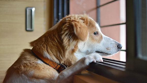 Si tu perro es de los que se quedan esperando a que regreses, eso puede ser una señal de alarma. (Foto referencial: Pixabay)