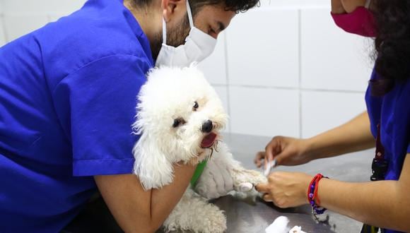 De acuerdo a una encuesta de CPI (2018), el 75,5% de los peruanos del área urbana sostuvo que llevaban a sus perritos al menos una vez al año para una revisión veterinaria. En el caso de los gatos, la cifras es menor: un 41%. (Foto: Alessandro Currarino / El Comercio)