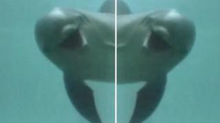 Así reaccionan los delfines cuando se reconocen en un espejo [VIDEO]