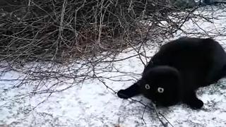 Gato tiene singular reacción al tocar nieve por primera vez