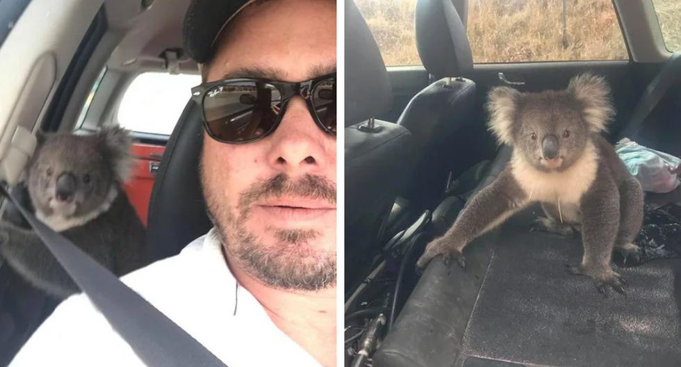 Un koala se 'infiltró' en el auto de un australiano para escapar del inclemente calor. (Foto: Tim Withrow en Facebook)