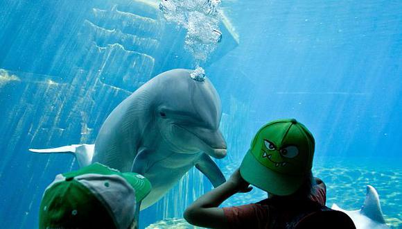 Los delfines bajo el cuidado de los humanos est&aacute;n menos expuestos a contaminantes y a pat&oacute;genos. (Foto: AFP)