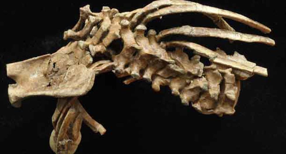 Un esqueleto fósil de 3,3 millones de años ha revelado el origen de la columna vertebral en humanos. (Foto: Zeray Alemseged)