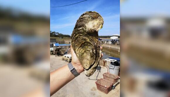 La ostra, que tendría entre 13 y 15 años, fue devuelta posteriormente al agua. (Foto: AFP)