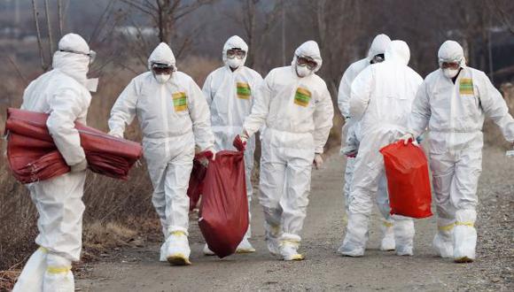 Surcorea sacrificó 33 mlls de aves por brote de gripe aviar
