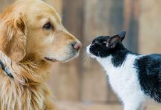 ¿Cuál es la verdadera relación entre el coronavirus y las mascotas? ¿Se pueden contagiar?