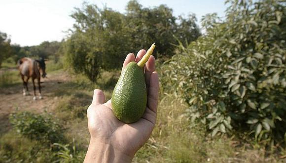 Exportación de palta peruana alcanzará un récord en 2014