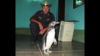 Chiclayo: rescatan pingüino de Humboldt de centro recreacional