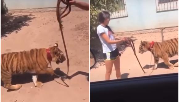 Una chica fue captada paseando a un tigre de bengala con una correa. Ocurrió en el municipio de Guasave, en Sinaloa (México). (Foto: Arturo López Canelo / YouTube)