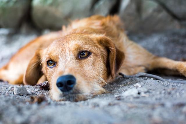 El Día Internacional del Animal Sin Hogar es promovido por la Sociedad Internacional de los Derechos de los Animales.(Foto: Shutterstock)