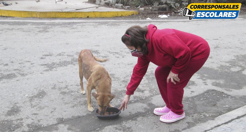 Algunos vecinos apoyan con alimento a los perros callejeros.
Foto: Alessandra La Madrid