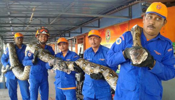 Malasia: hallaron una pitón de 250 kilos y 7,5 metros de largo