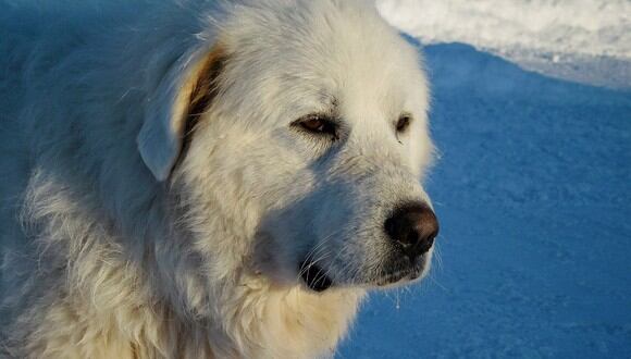 Un perro de montaña pirineo, a pesar de ser más grande que su dueña, sigue sentándose en sus piernas. (Foto: Pixabay)