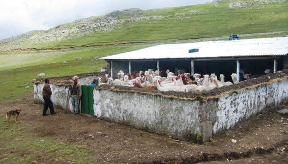 Cobertizos ubicados en la comunidad campesina de Ecash, en la localidad de La Merced, distrito de Carhuaz. (Foto: Midagri)