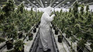 Gigante canadiense de cannabis se aliará con socio peruano