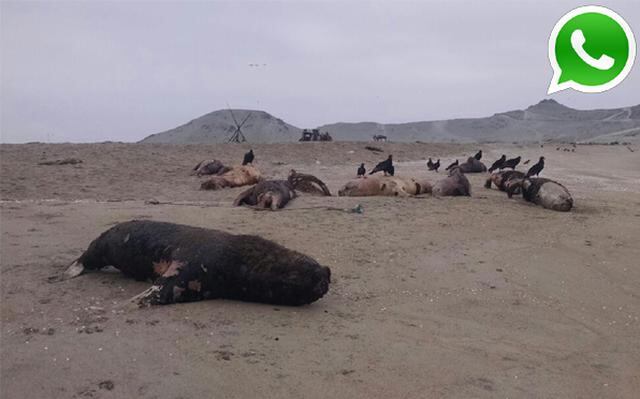 Vía WhatsApp: decenas de lobos marinos muertos en Anconcillo - 1