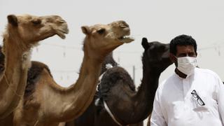 Arabia Saudí advierte del riesgo de virus MERS de los camellos