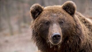 Jóvenes tomaban siesta en un bosque pero un oso aparece y ocurre lo impensado