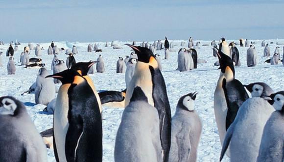 Día de Concienciación por los Pingüinos: ¿cuál es su origen y por qué se celebra el 20 de enero?. (Foto: Michael Van Woert)