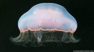 FOTOS: La extravagante belleza de las medusas del Mar Blanco