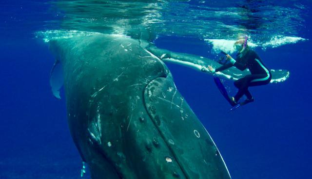 Una ballena jorobada evitó que un tiburón tigre devorara a una bióloga marina en medio del océano. (Fotos: Caters Clips en YouTube)