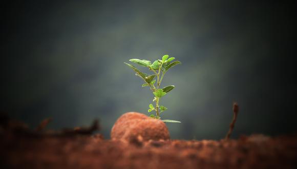 La vida en la Tierra tiene múltiples formas. (unsplash)