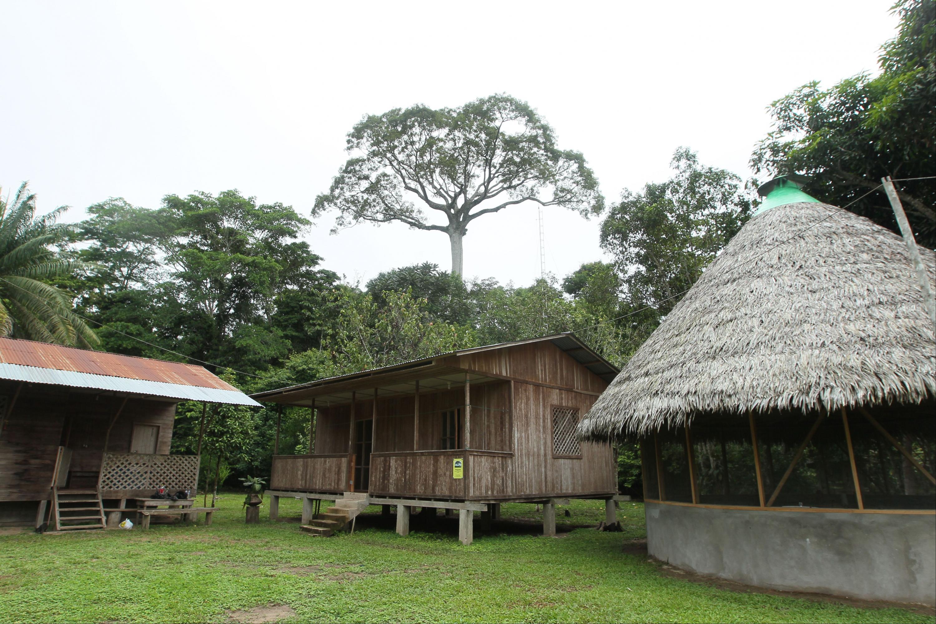 Panguana (Foto: Archivo El Comercio)