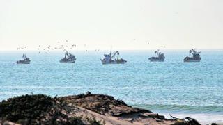 Piura: bolicheras extraen recurso marino en área de pesca artesanal